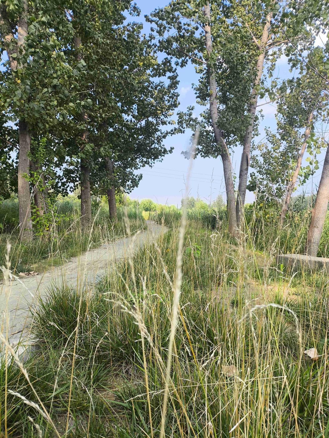 我的今日状态：😁轻松愉快
我这里的天气：☀️晴天
荒草围幽路，尘心在此闲，与风