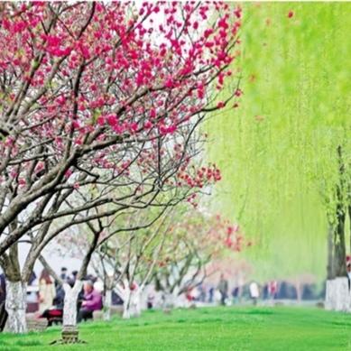 观花赏景：桃红柳绿
春风吹绿岸边柳，
碧水清波映桃红。
繁花似锦春景美，
万物复