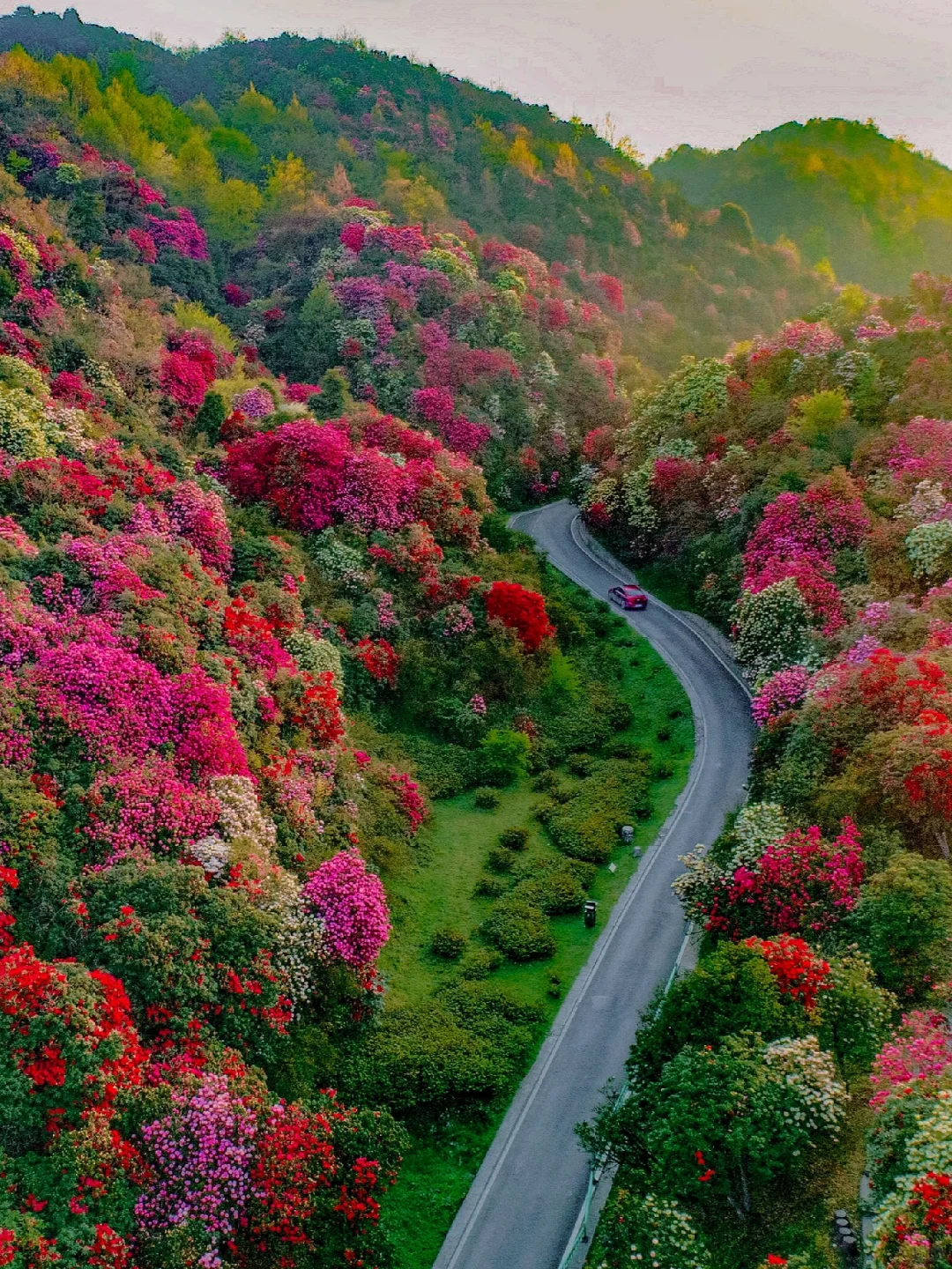 昆明出发3h，我找到满山的百里杜鹃🌺附攻略