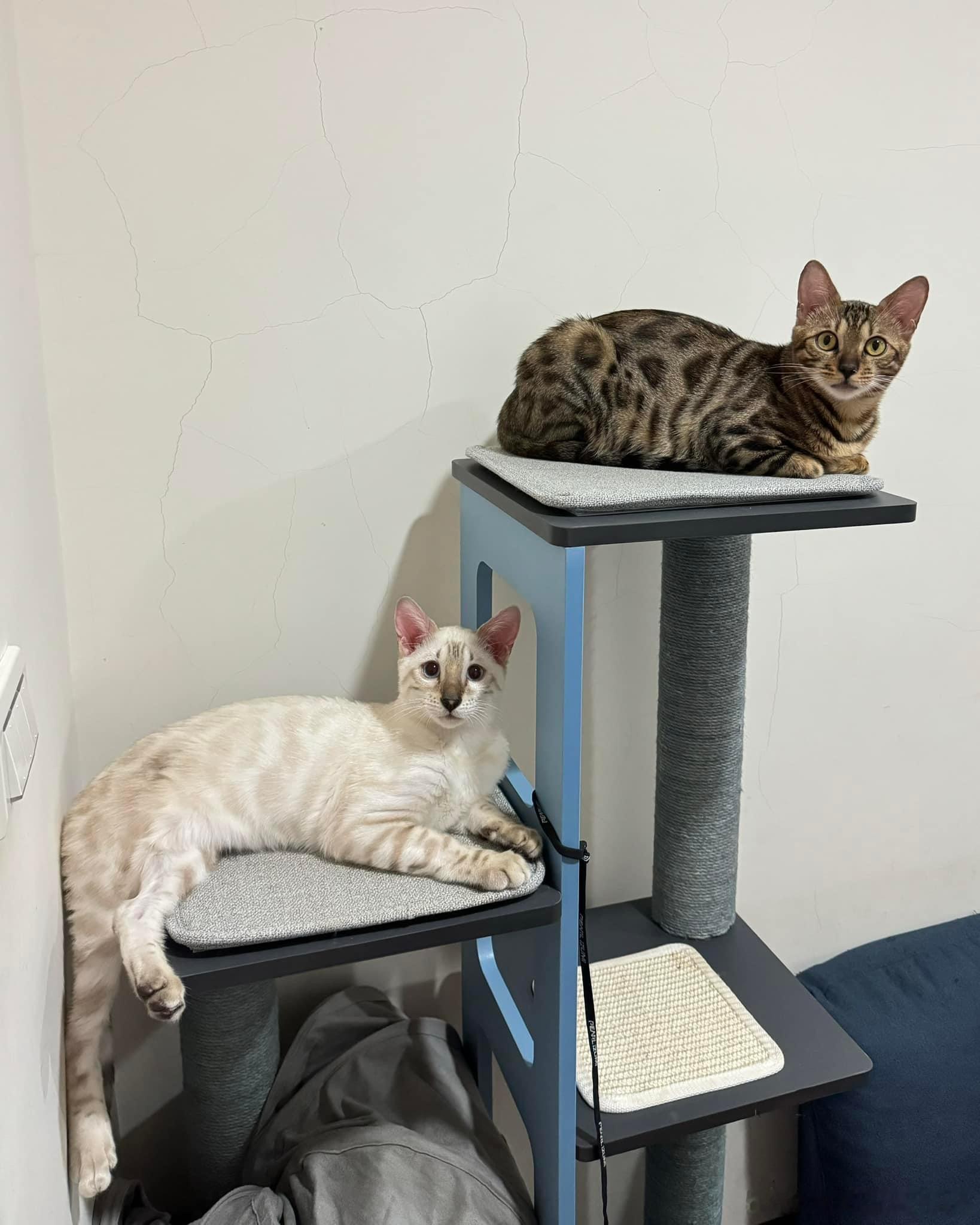 猫宁 ​​​