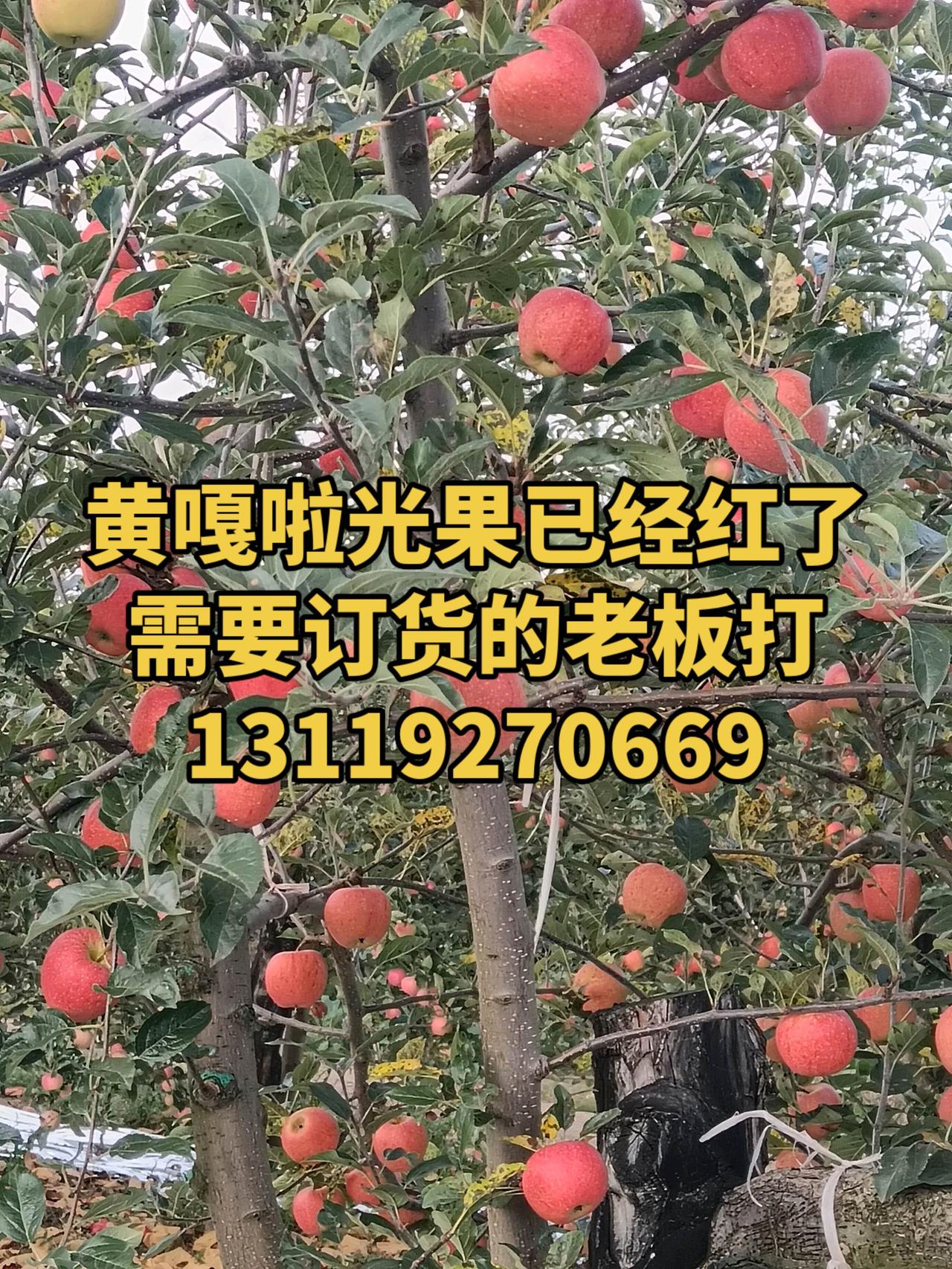 黄嘎啦光果已经红了需要订货的老板打电话优质农产品原产地 农产品产地直发 大量上市