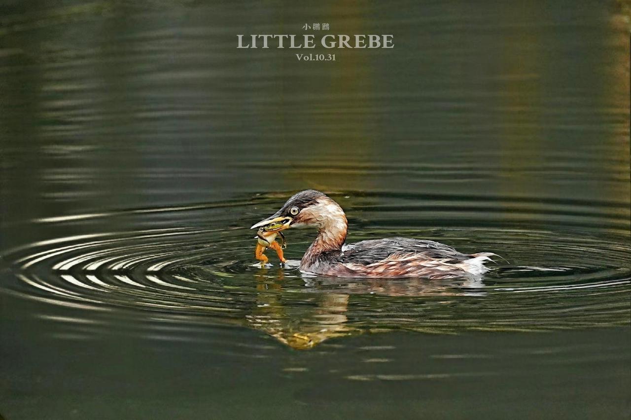 《小鸊鷉：水中捕食青蛙精彩一幕》