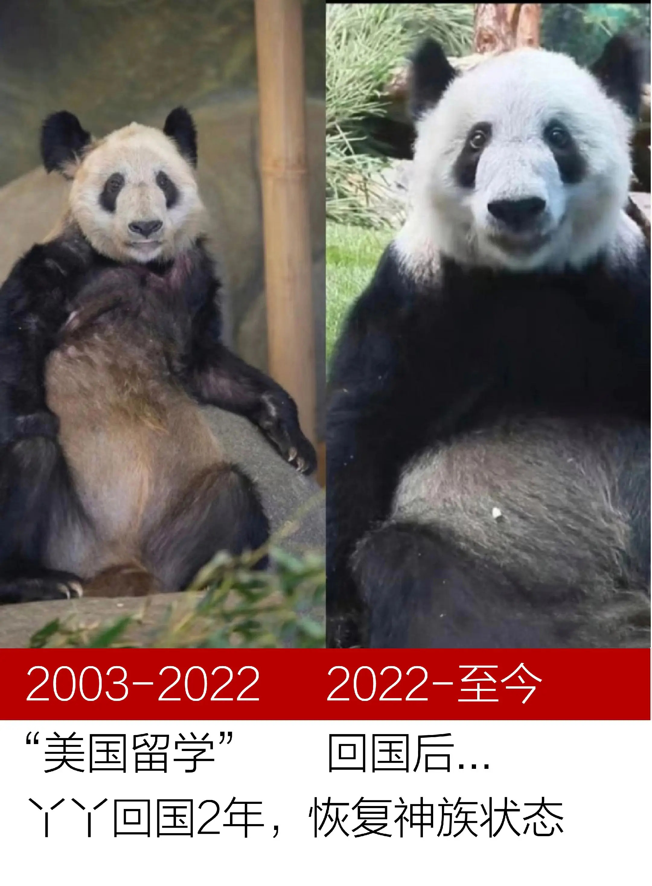 丫丫回国两年判若两熊谁看了丫丫现在的样子不心软啊！从海外瘦到脊骨清晰、毛发斑秃，