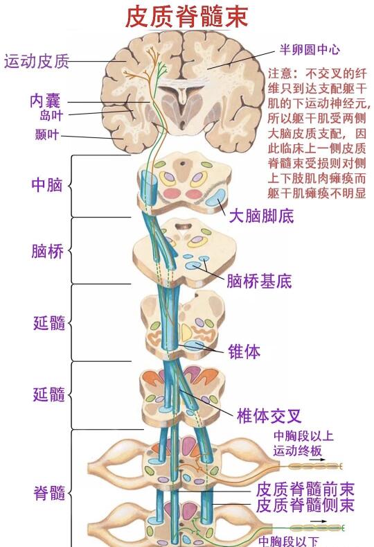 皮质脊髓束