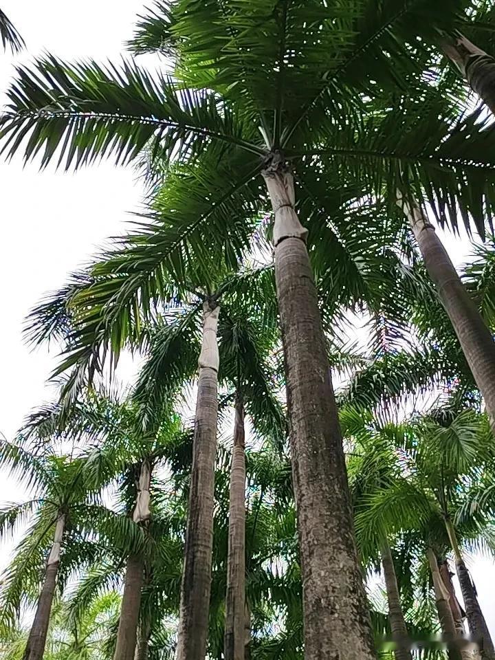 棕榈树🌴挺入云层

楠竹枝[玫瑰]招财进宝在这充满韵味的对联探讨中，大家对于下