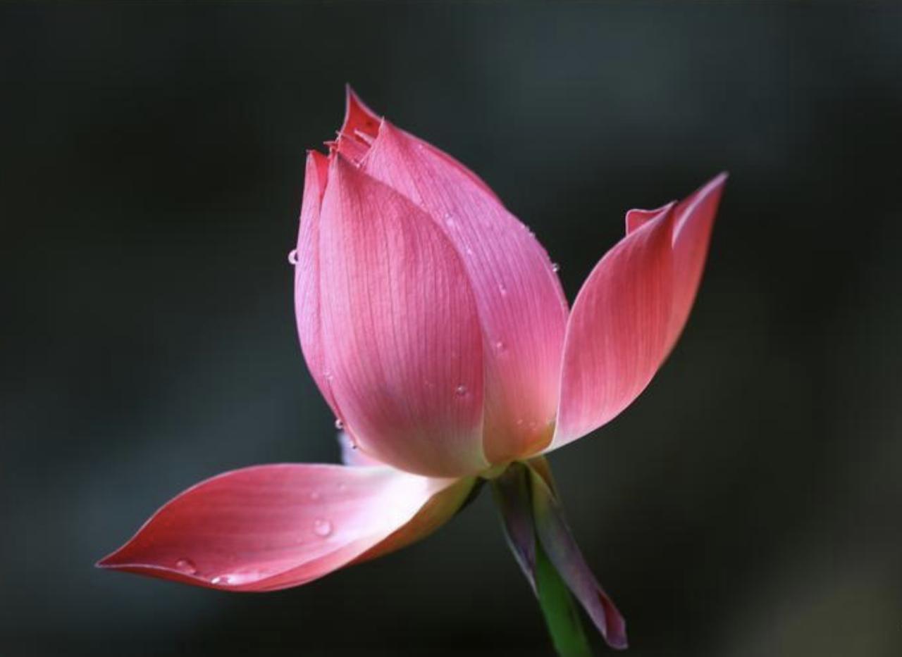 夫妻不渡无缘之劫，枕边人是你命里最强的符。
你以为婚姻是月老喝醉了牵的红线？是你