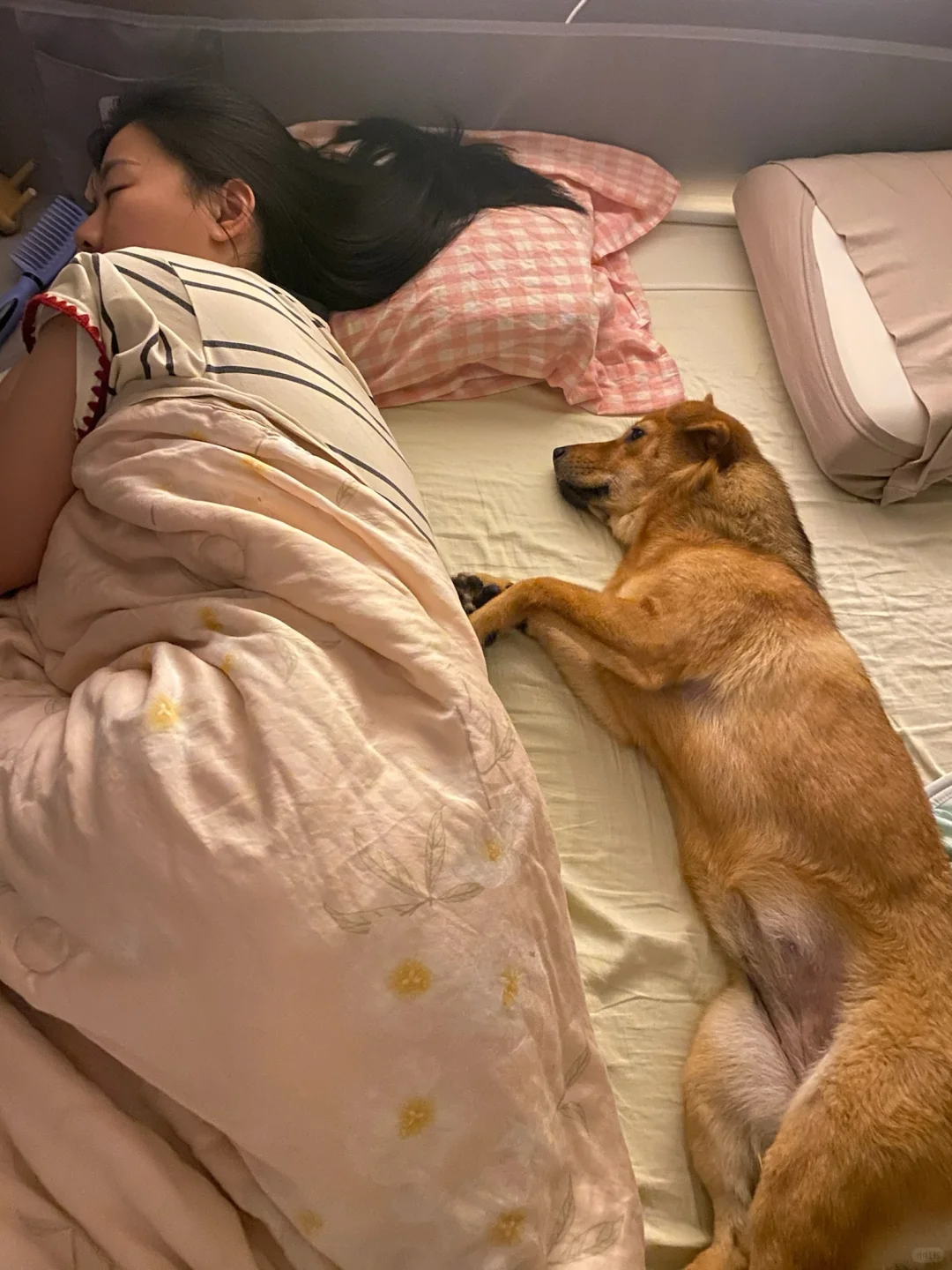 听说狗养的越久跟主人越像