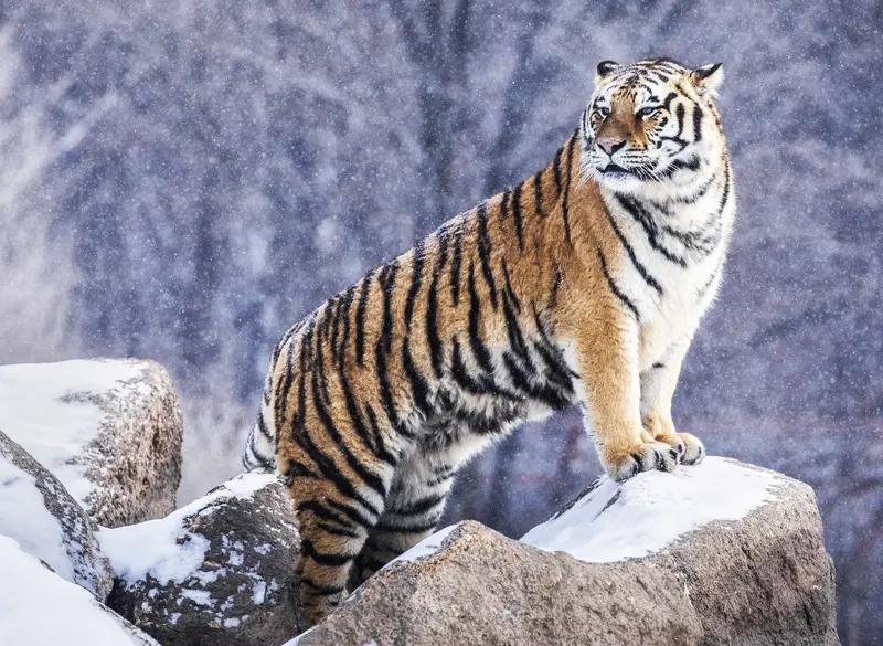 上联：龙腾四海千家乐；诚邀下联龙腾四海千家乐，虎啸八方万兽慌。