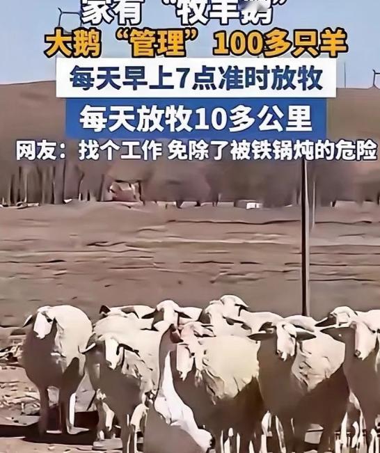 内蒙古一男子，因家中2只大鹅总打架，便把其中一只放在羊圈喂养，谁知，这大鹅竟然帮