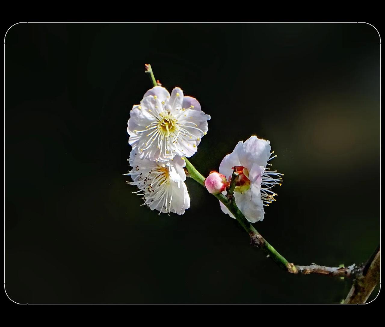 《梅花，遥知不是雪》
在草堂拍的梅花，不像是红梅，也说不上是白梅。远处望去，不用