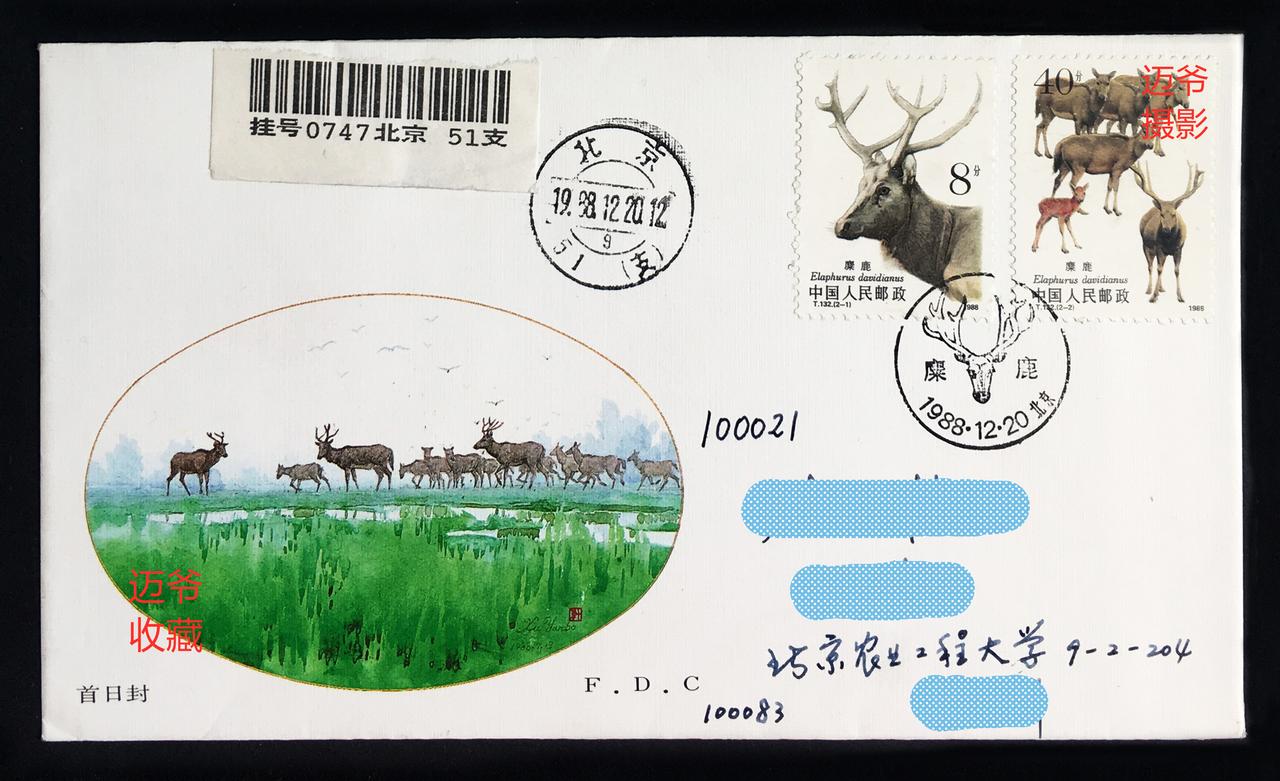 我收藏的实寄封（552）《麋鹿》总公司首日实寄封【手机翻拍、个人收藏】
之前上传