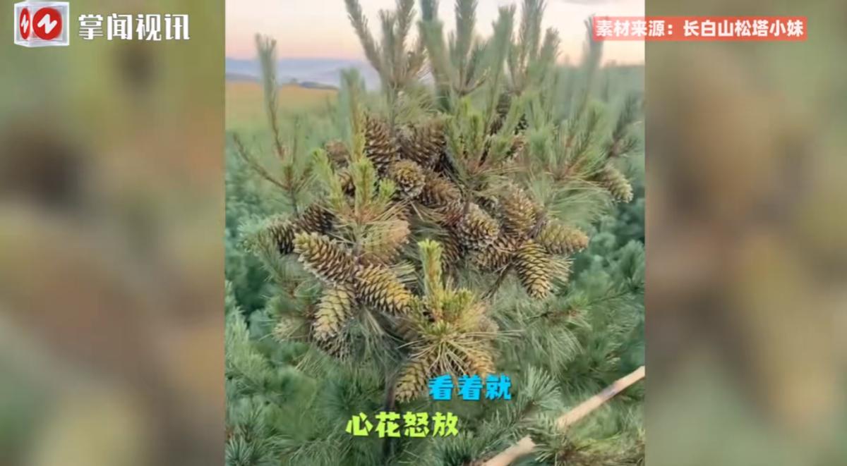 “这简直是捡钱啊！”11月4日，吉林延吉，一女子跟着家人坐热气球上天，把松树上的