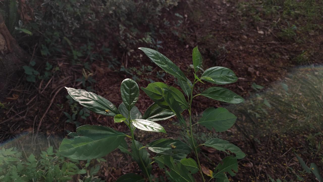 分享你随手拍得风景绿植的风景
