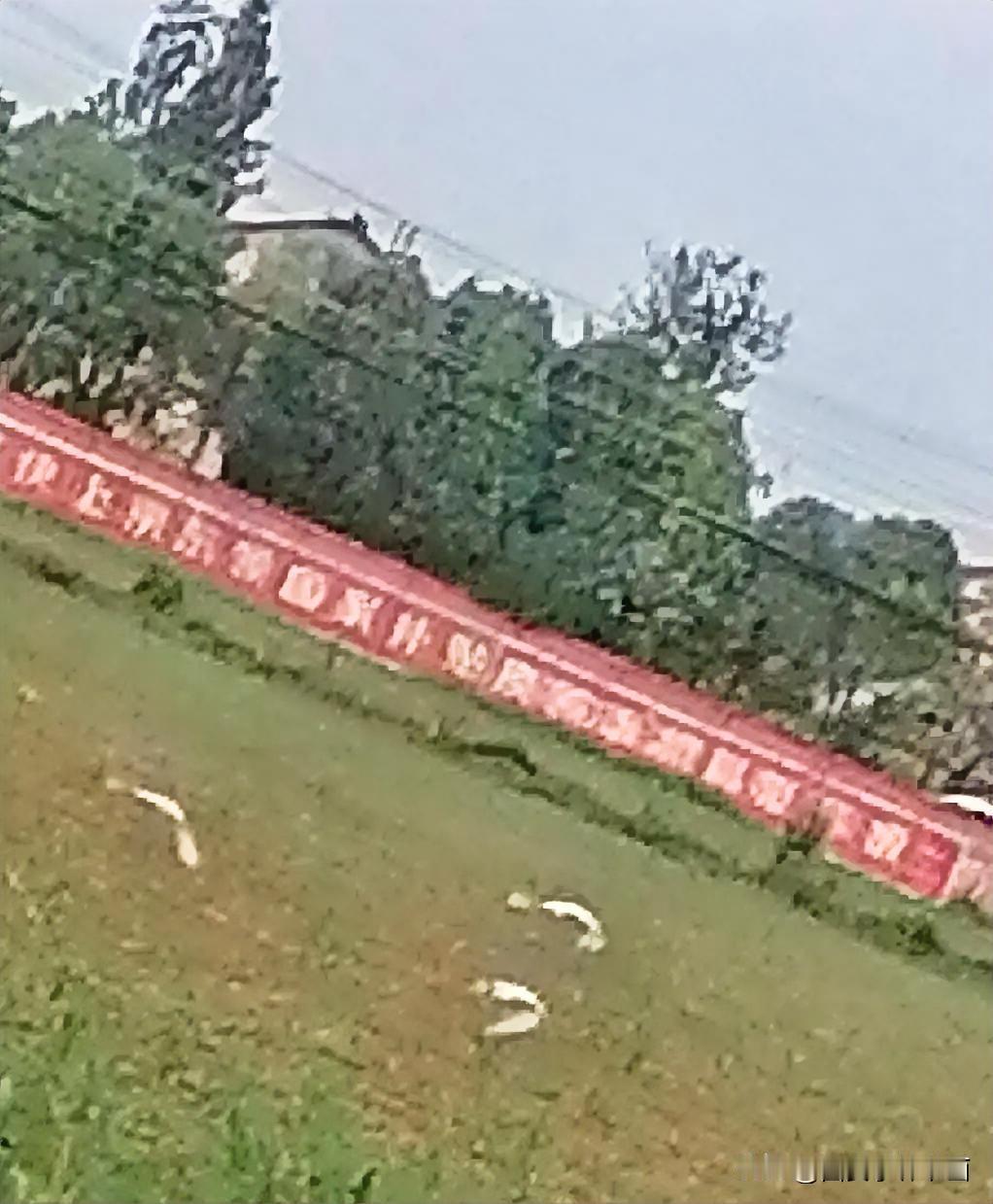 《白鹭飞舞（西安李林摄于汉中城固）》