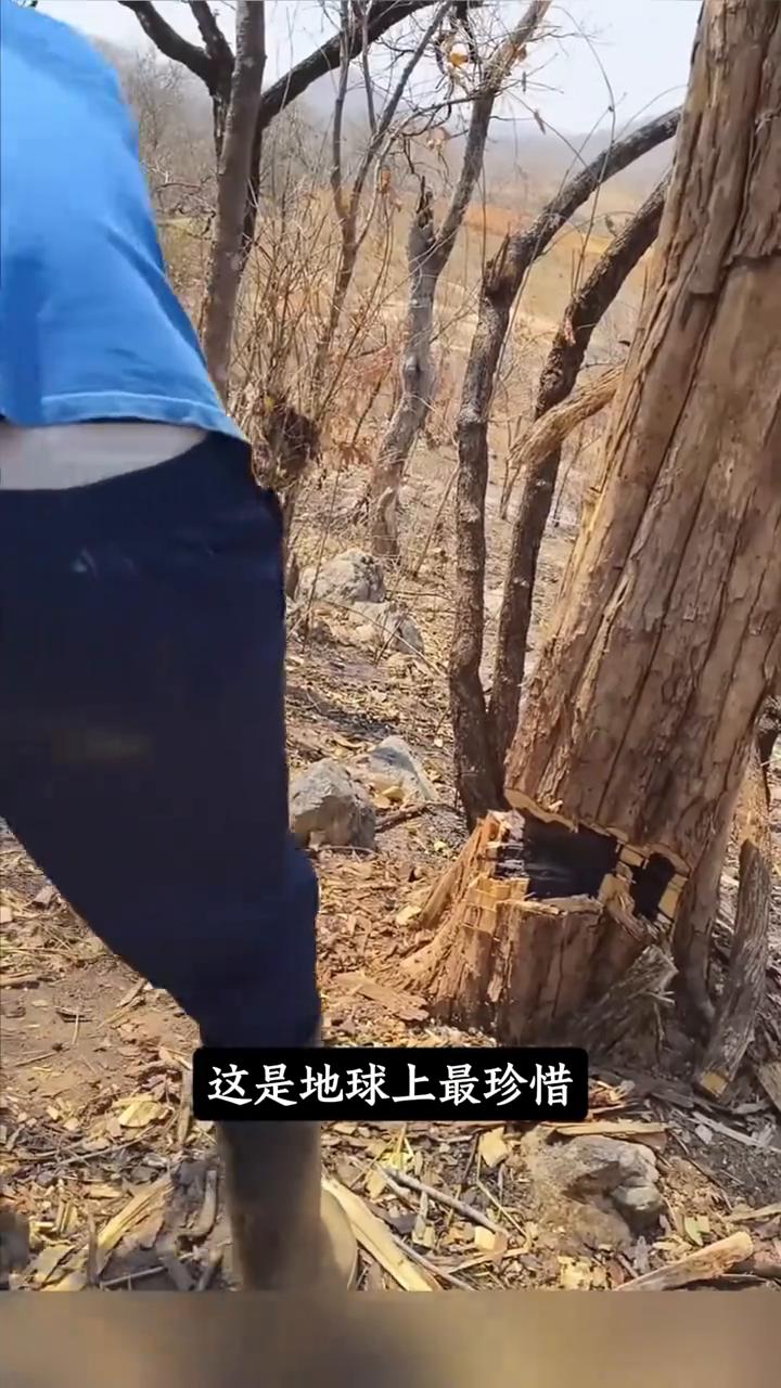珍稀昂贵的非洲黑木。
这是地球上最珍惜、价值最高的木材之一非洲黑木。它的心材是高