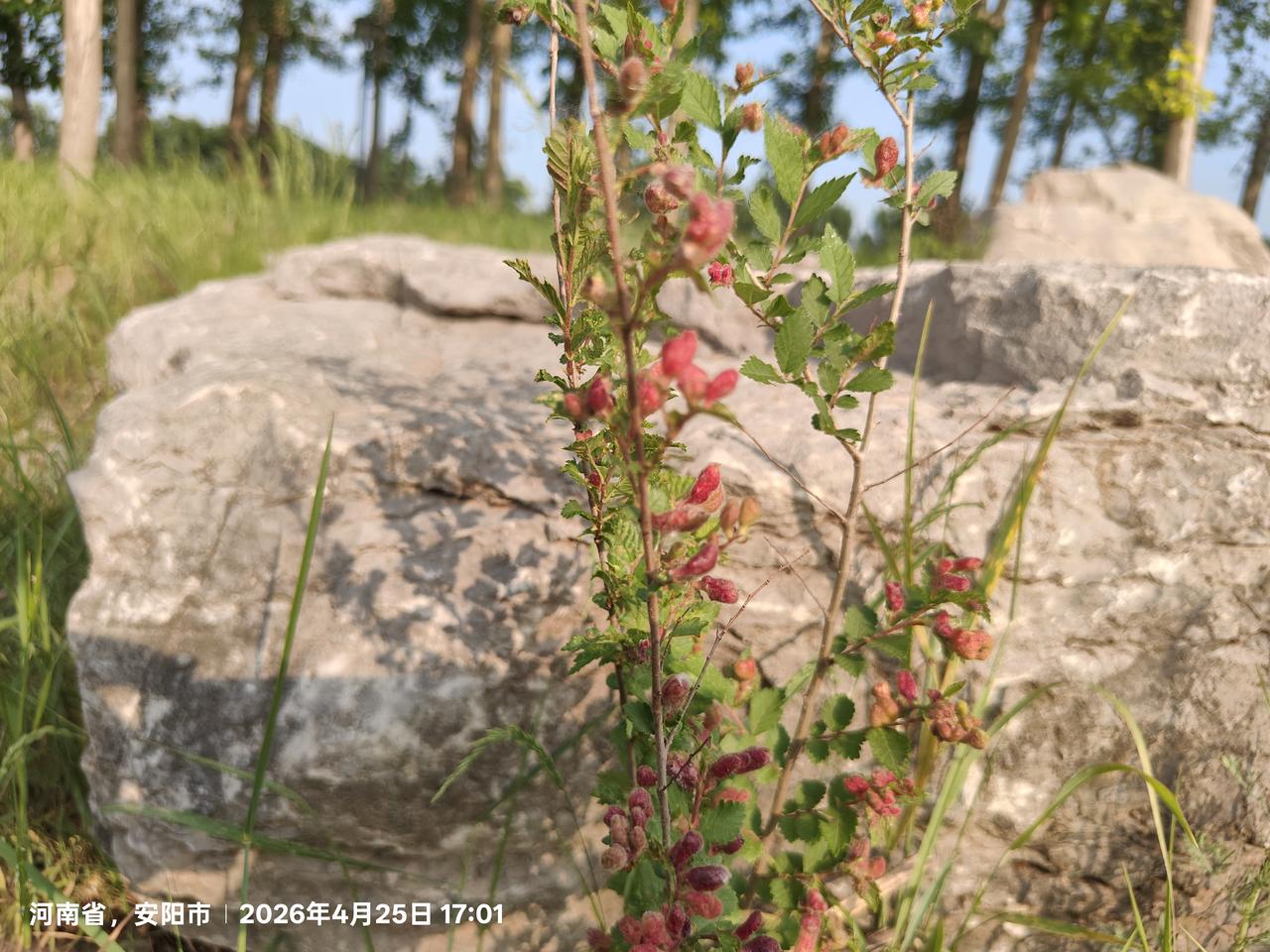 这是什么花，猜一下