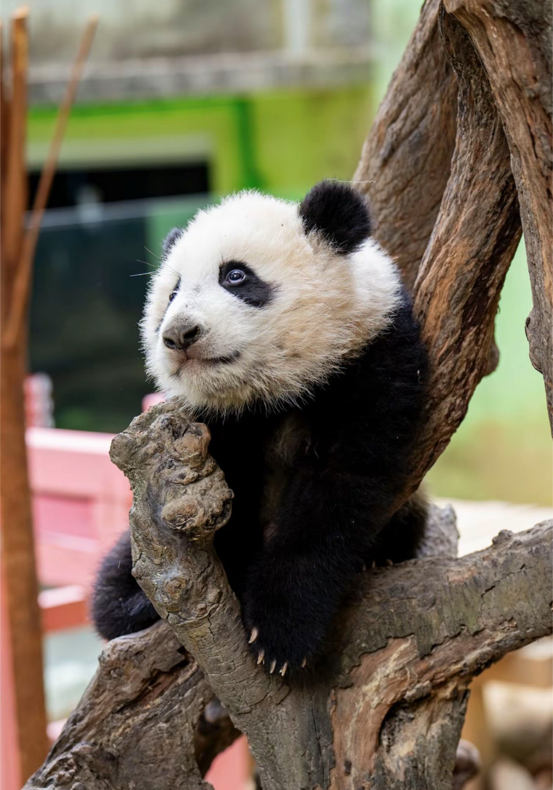 古灵精怪的妹猪，翻白眼图适合做没眼看表情包。🐼 