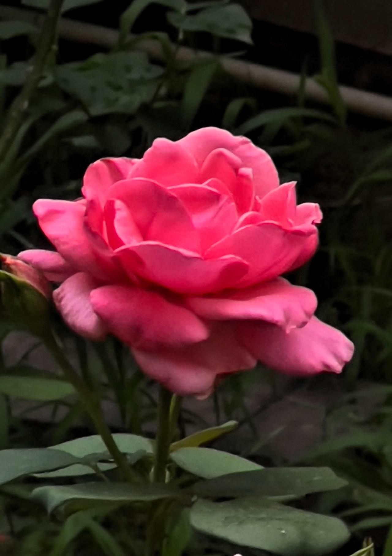 分享美丽绽放的花朵
