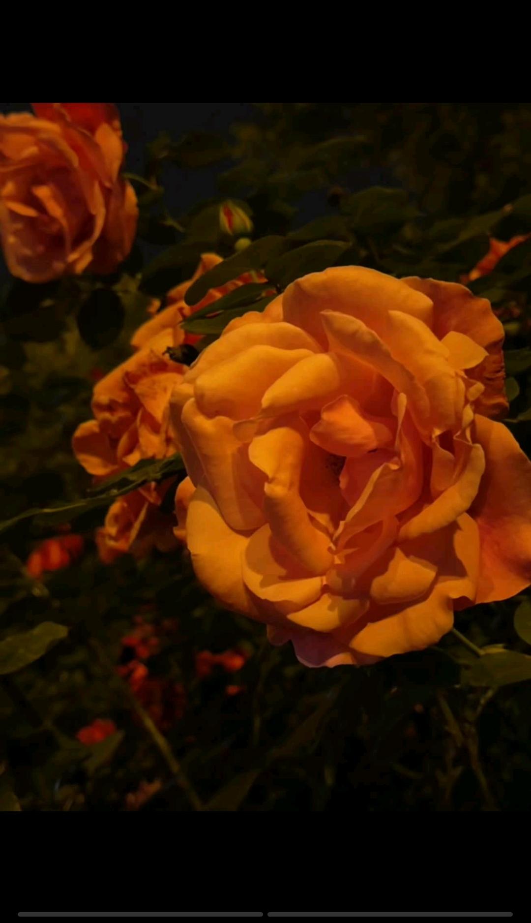 宇辉是个“夜猫子”，半夜三更的偷偷更新视频。

这么晚了，难道宇辉还在街上溜达吗