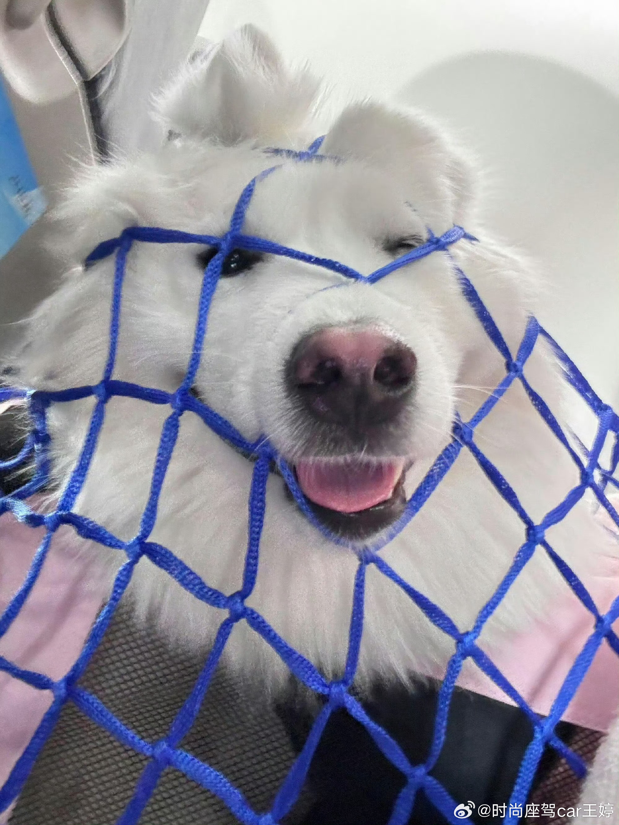 就不能给人家一些体面的方式飞行吗人 我好喜欢和狗一起坐飞机呀狗 人我讨厌坐飞机