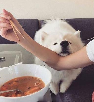 如果你有养狗，你就会知道这种感觉 ​​​