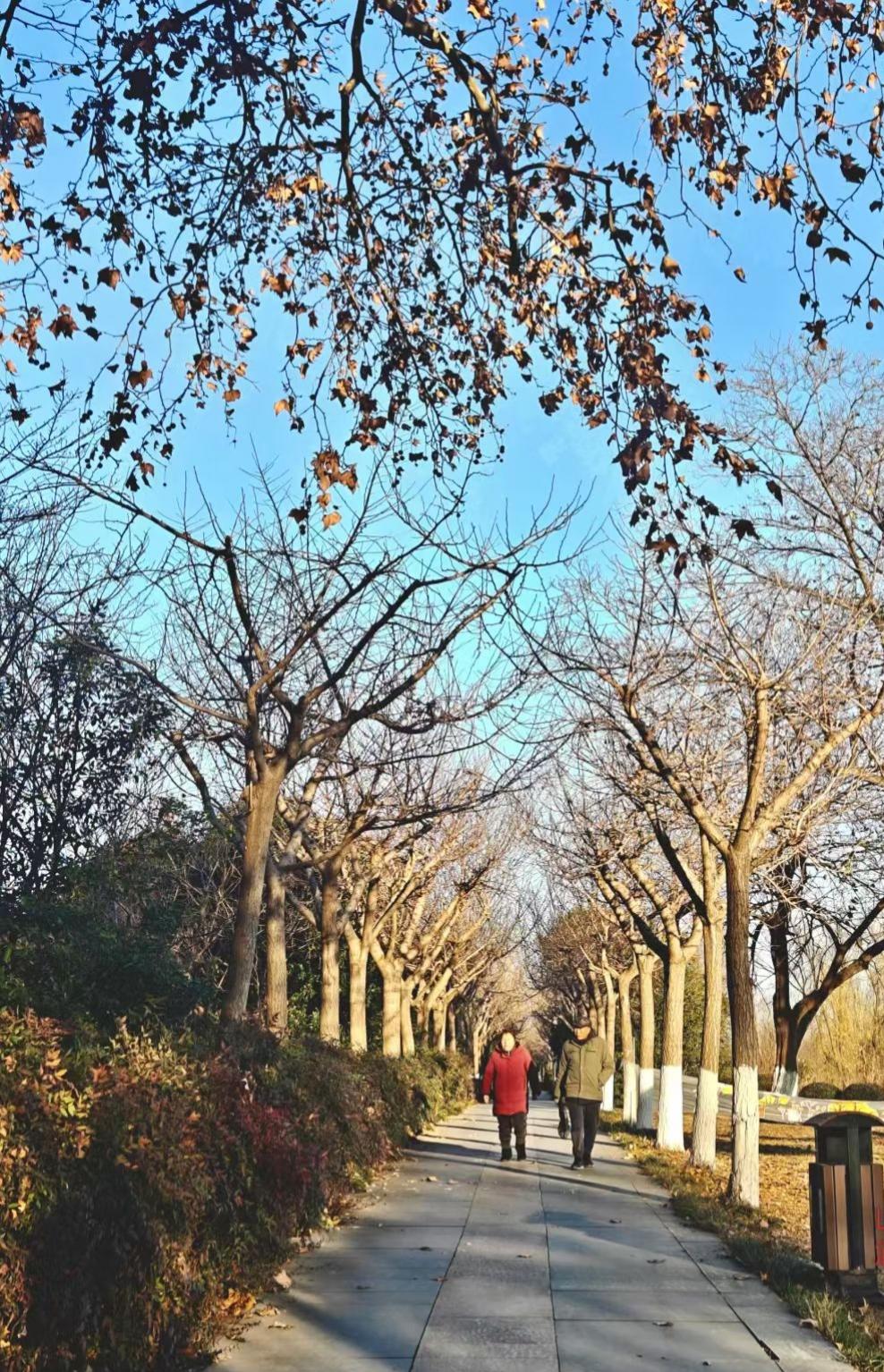 树影把小径裁成鎏金的诗，行人踩着冬阳的碎屑，连风里都飘着岁月温吞的甜。
🌞 蓝