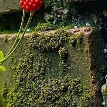 不是所有的付出都会有回报，但不付出注定一无所获。我们要做的就是像种庄稼一样，该播