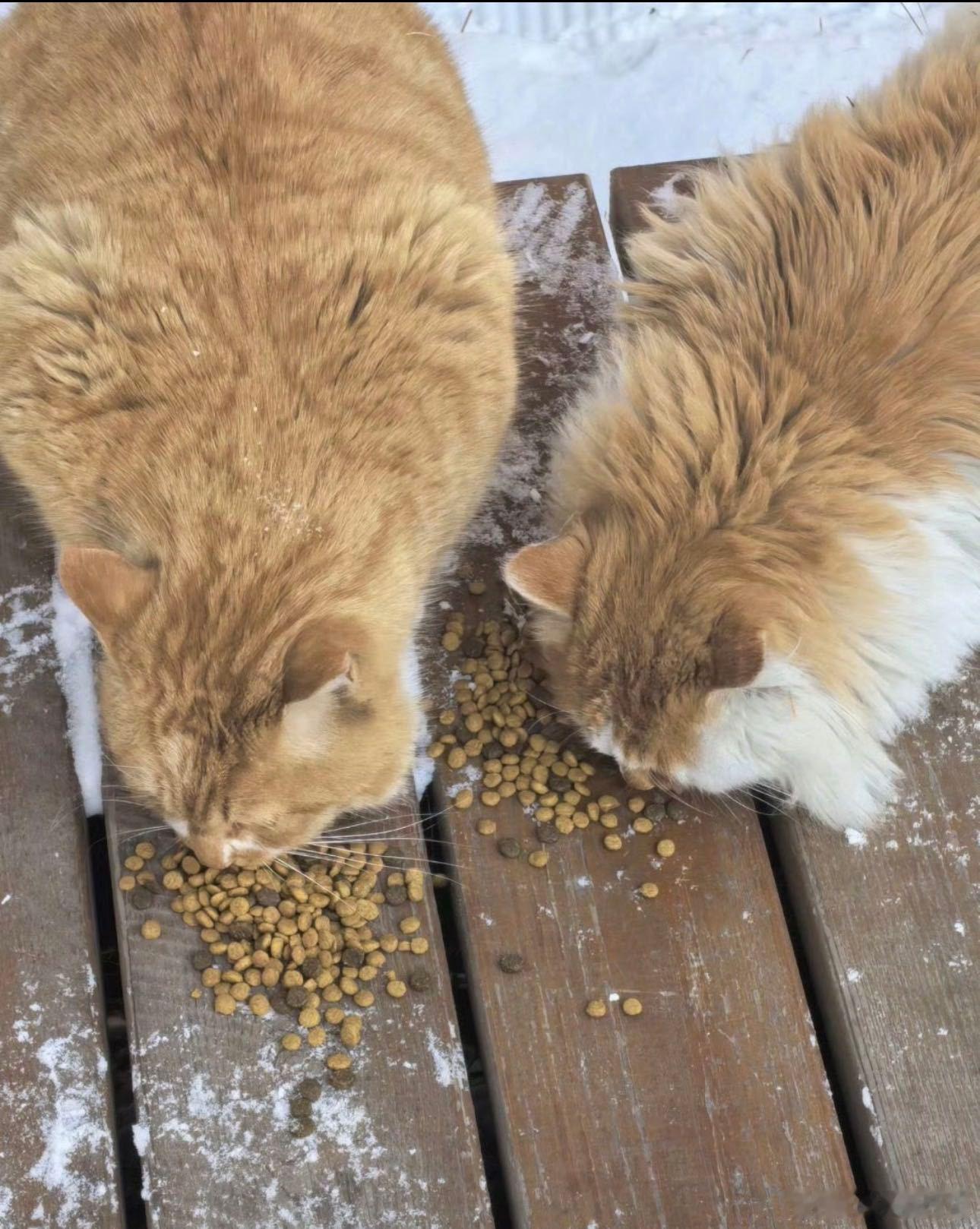 原来早安的新歌是写给流浪猫的 谁听早安的《踏雪》不哭啊，本来以为是首治愈系的歌，