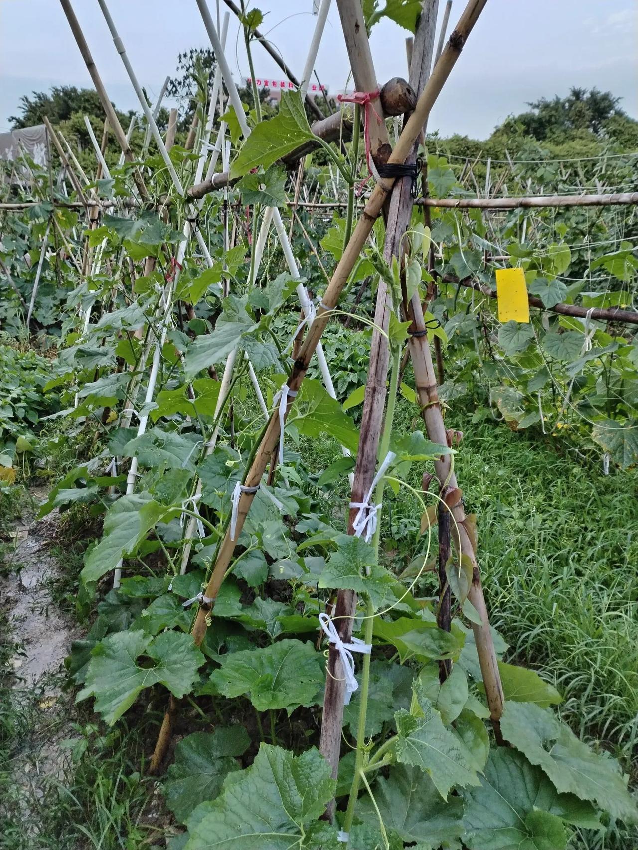 初夏雨后 
一帘雨后满陂塘，苞绿瓜青望见长。
雀鸟清音呼伴急，只因天气晚来凉。