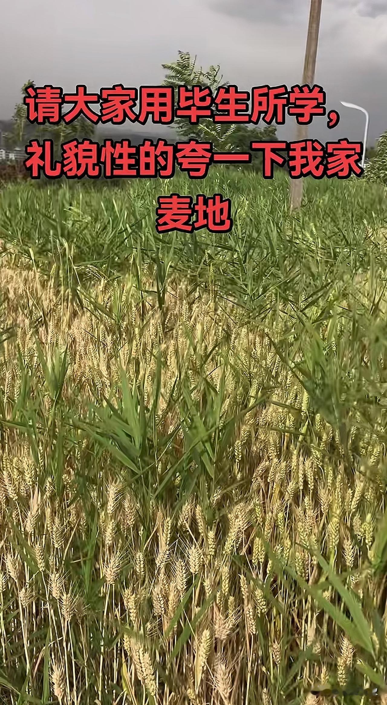 拜托了…
请大家用毕生所学。
礼貌性的夸一下我家
麦地[呲牙]