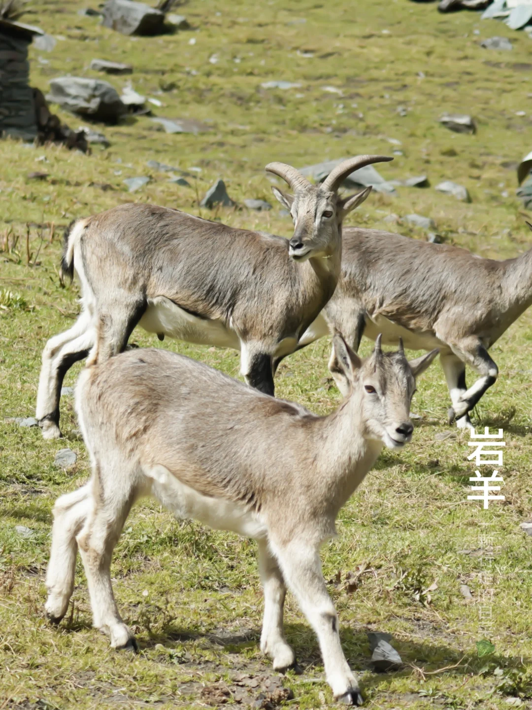 岩羊 ｜ 擅长“攀岩”的国二
