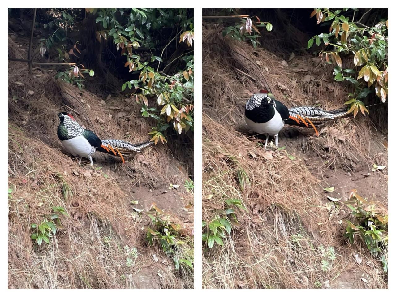 好漂亮的鸟，见着发财，一生平安健康。接……