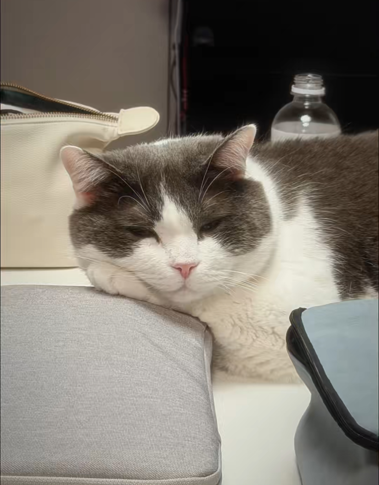 猫儿这个肥美，我捏捏脸颊 