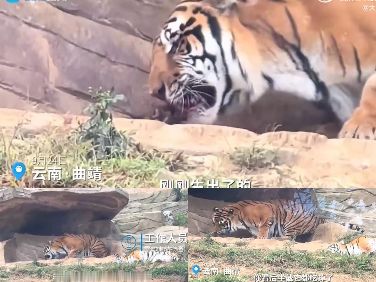 解释不清了！云南曲靖，女子去动物园看老虎，意外看到了老虎产子，可让她没想到的是，