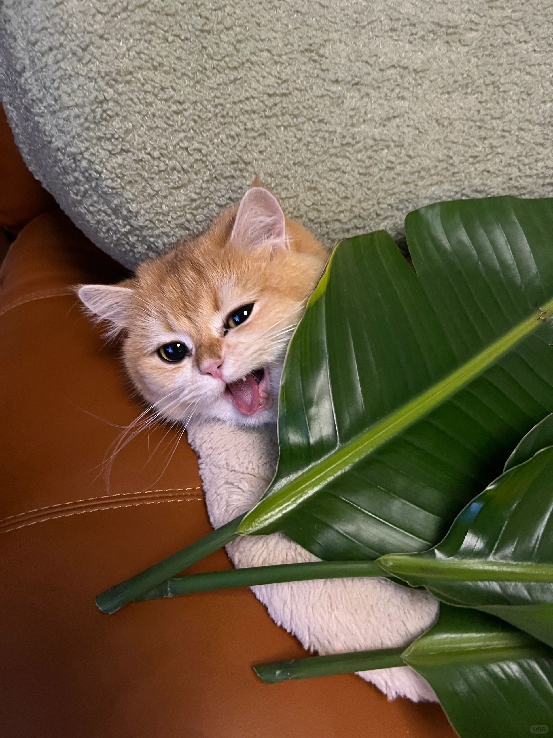 原来是只“环保喵”🪴