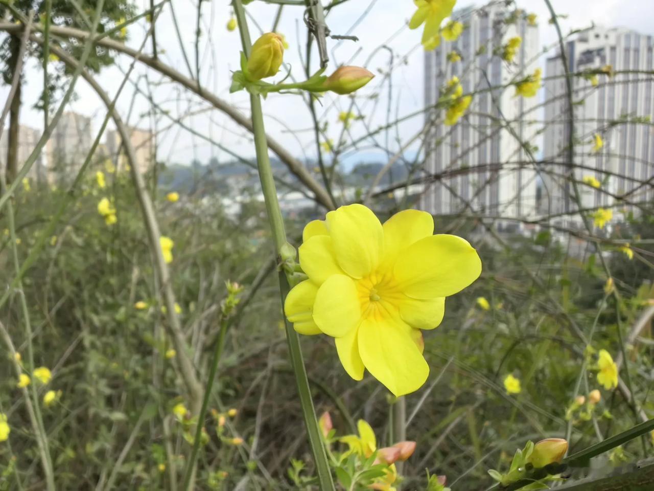 阳光下的黄色报春花，生机盎然，美丽动人。这段时间，天气转暖，公园里的报春花陆续绽