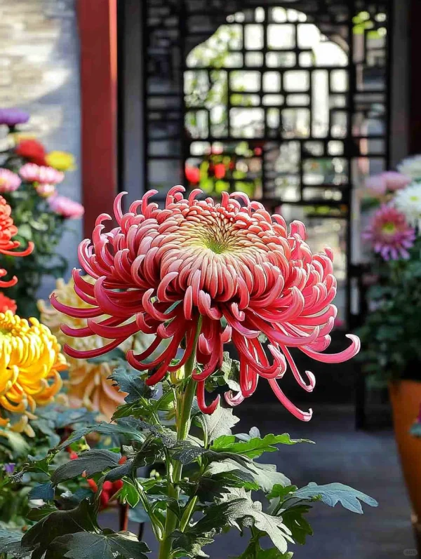 看看你秋天拍的花
