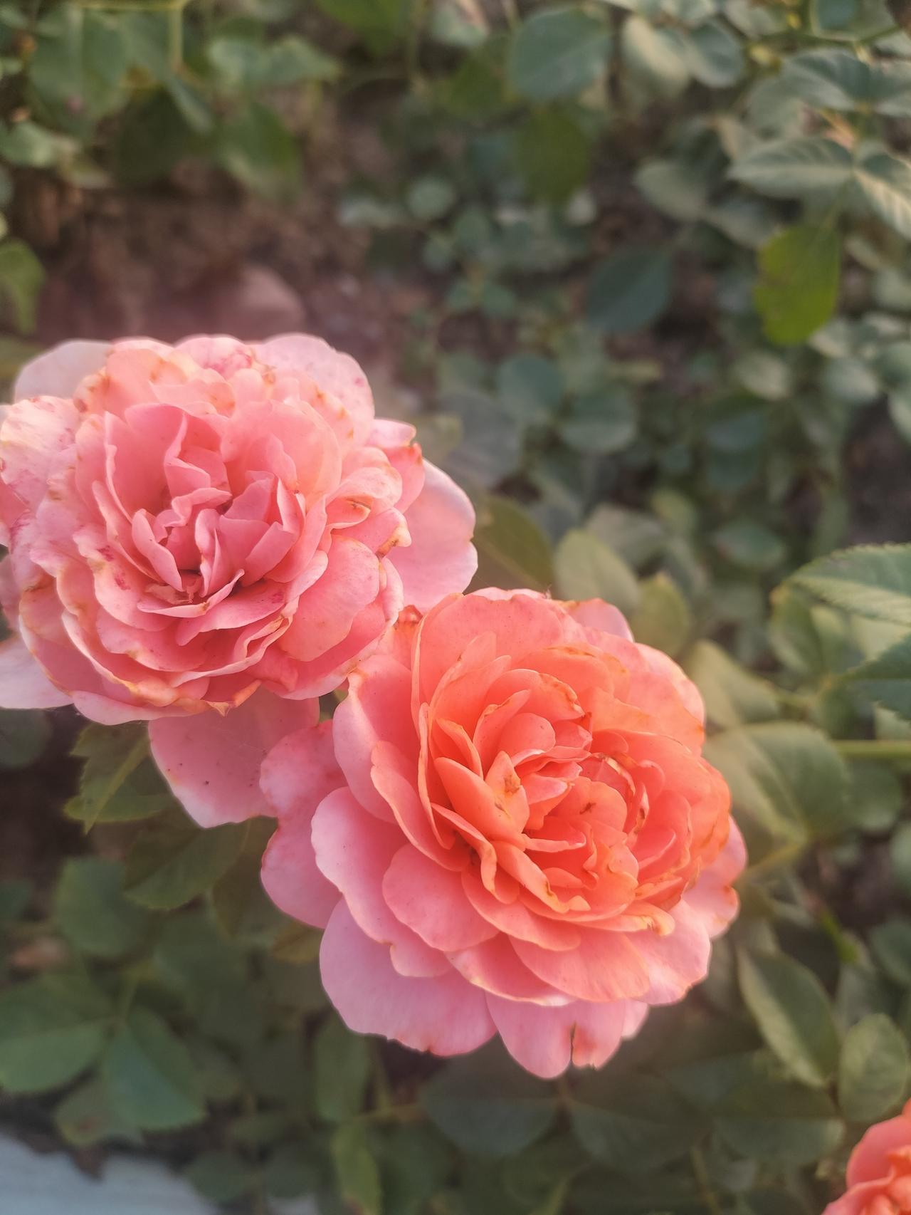 夏日邂逅玫瑰，随手一拍都是美好。越西板桥镇板桥村的玫瑰园，就是个宝藏打卡地。红似