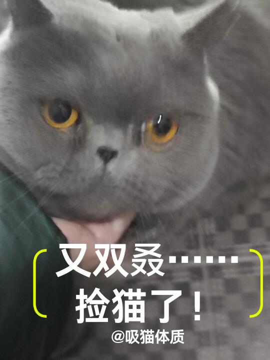 我今天在楼道里，又捡一只猫