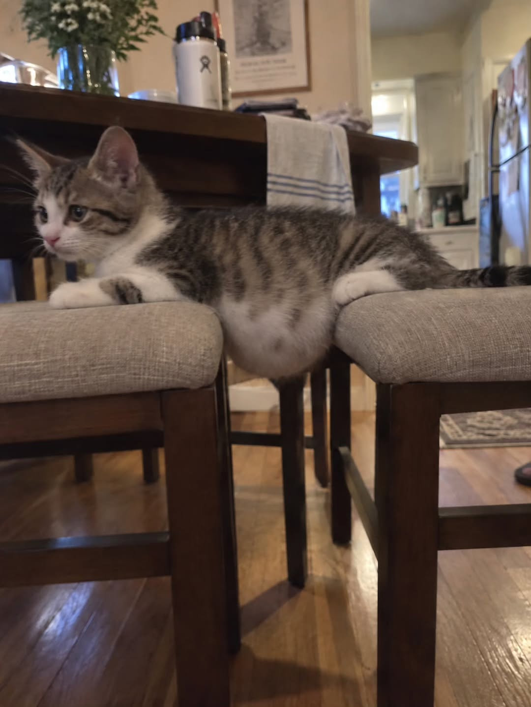 猫咪的小肚子，想摸[抱一抱] ​​​