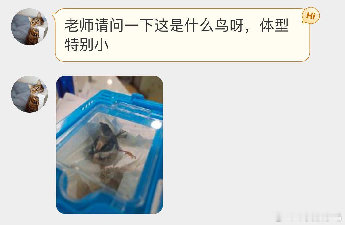 #鸟粉投稿# 一只红头长尾山雀宝宝能飞的话就尽快放它走奥 ​​​
