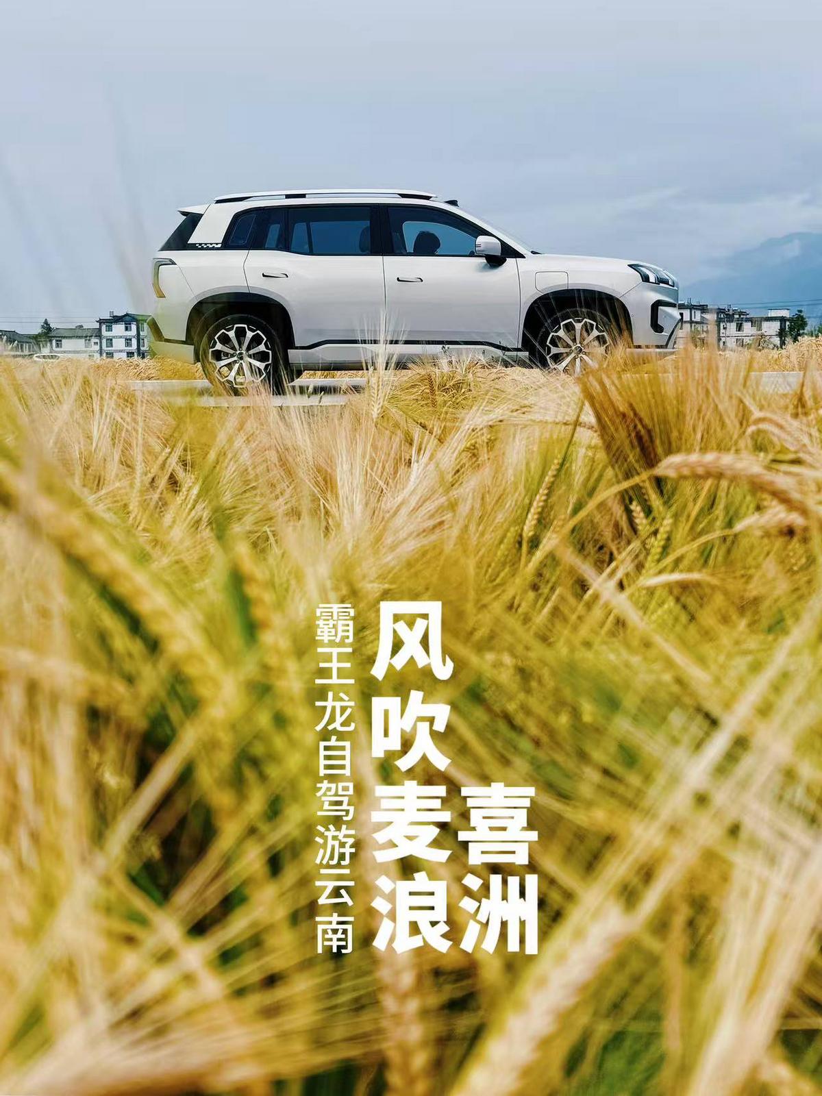 五一看风吹麦浪，小众打卡点玩出新花样
五一假期到啦，旅游热潮席卷而来，大理更是凭