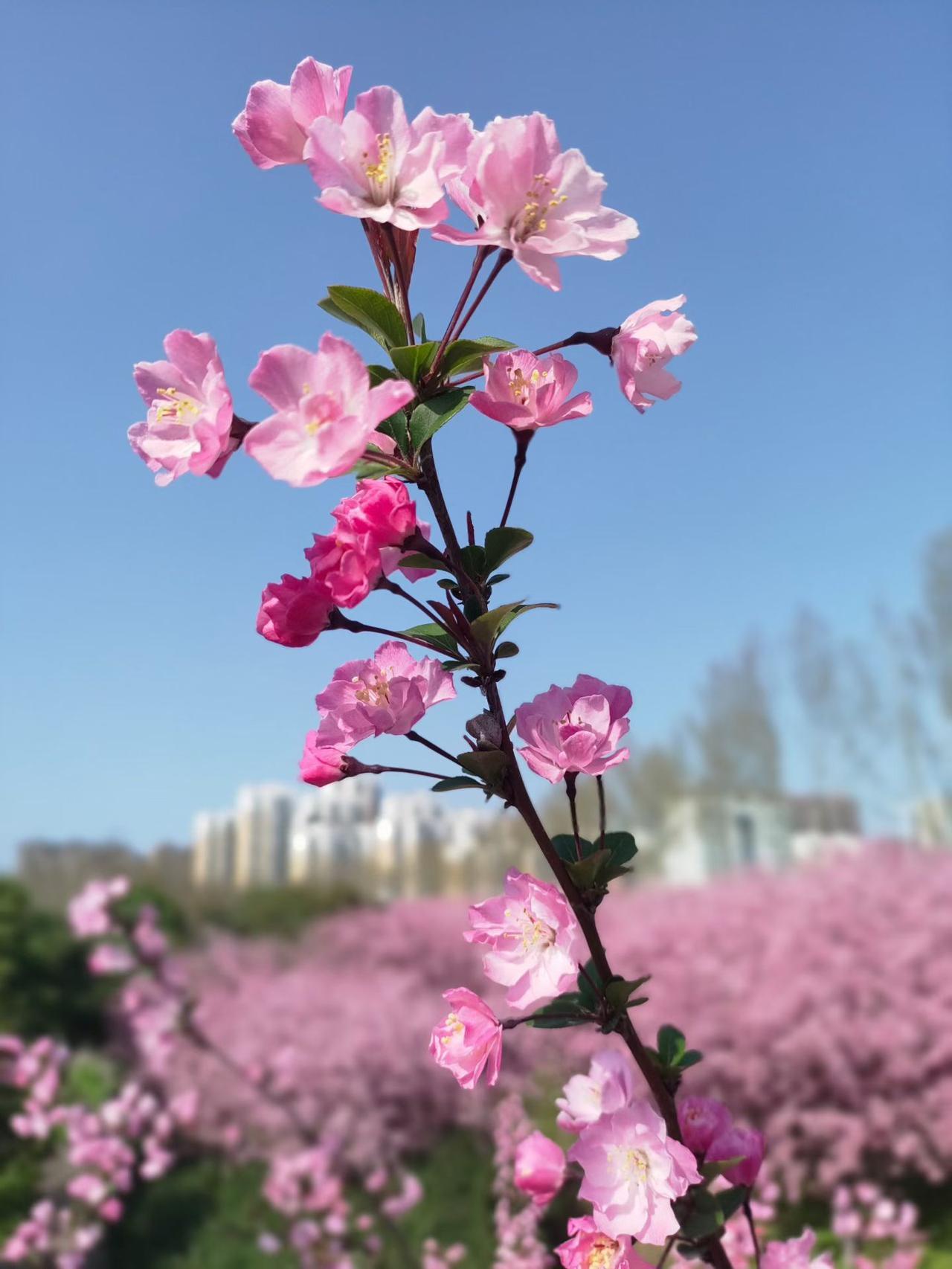 海棠未眠，春在枝头已十分
 
总觉得春天的浪漫，
一半是风，一半是花。
而最温柔