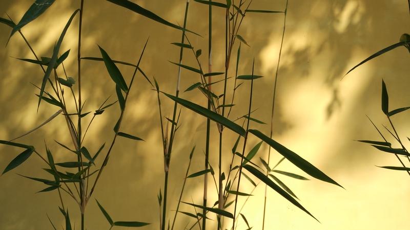 初冬
初冬入户悄无声，
竹影扶疏暗复明。
乡遥烟锁千山寂，
窗静月浸隐约梦。
借