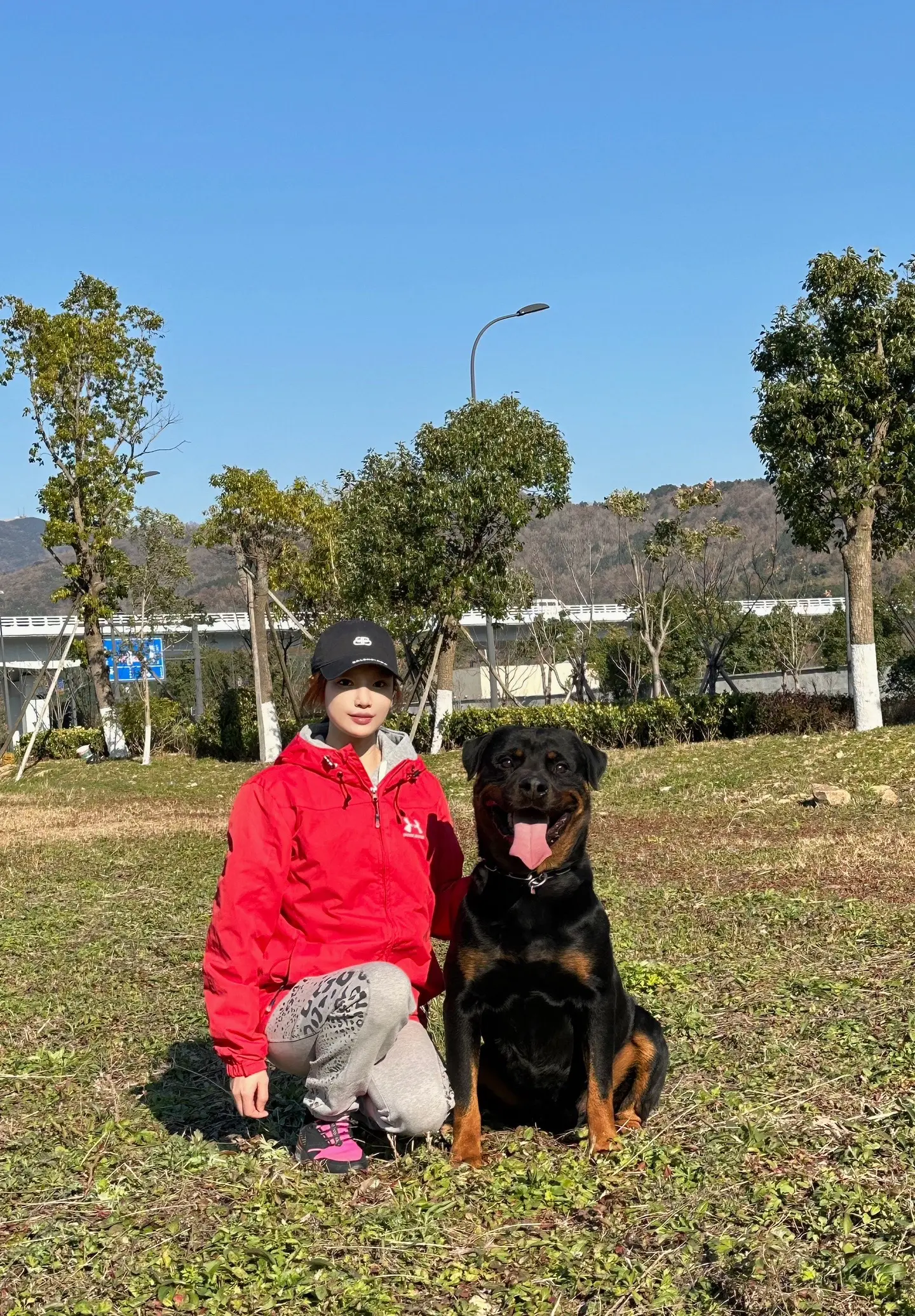 罗威纳犬 罗威纳 梦中情犬 日常遛狗