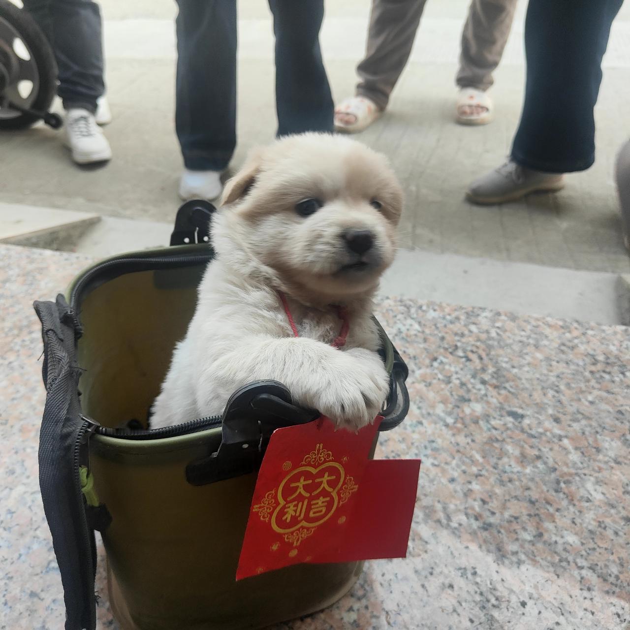 天南地北大拜年小狗来拜年也有红包收