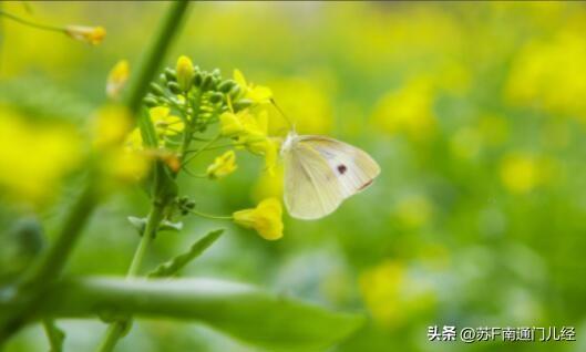 蝴蝶，尤其是油菜花上的白蝴蝶（菜粉蝶），南通各地的方言怎么说？如皋话除了说蝴蝶，