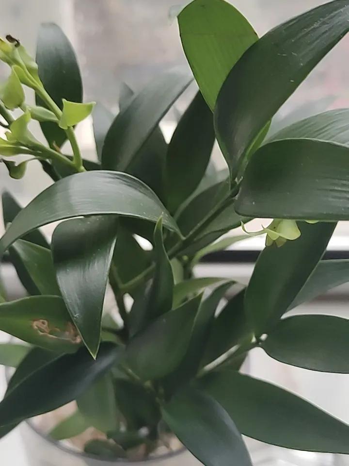 随手拍春天花草这个花真的能驱蚊虫吗，有知道的评论区聊聊