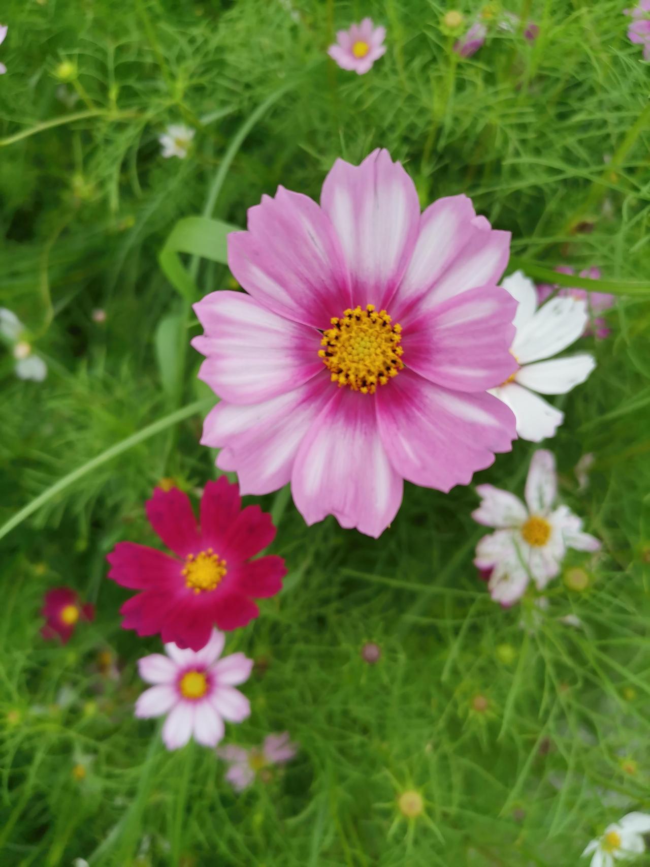 路边的小花