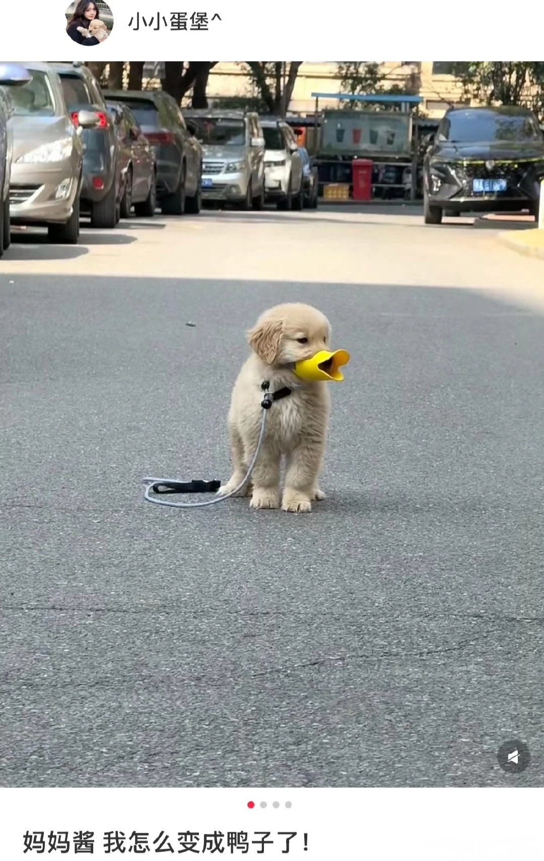 狗：我怎么变成鸭子了！ 